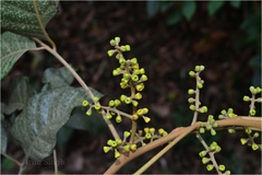 Aglaia canarana